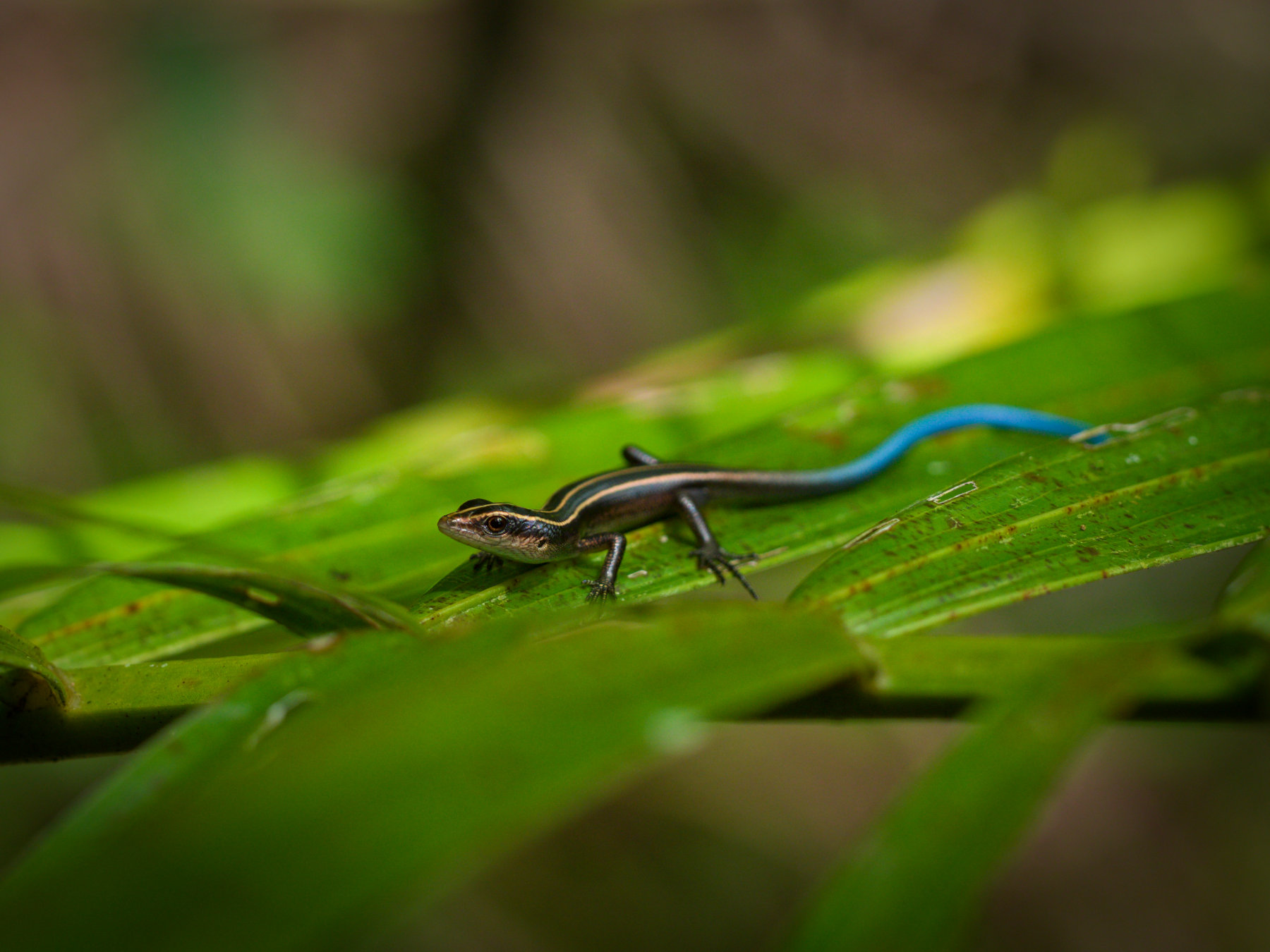 Blue-tailed skink out on a limb, Guam