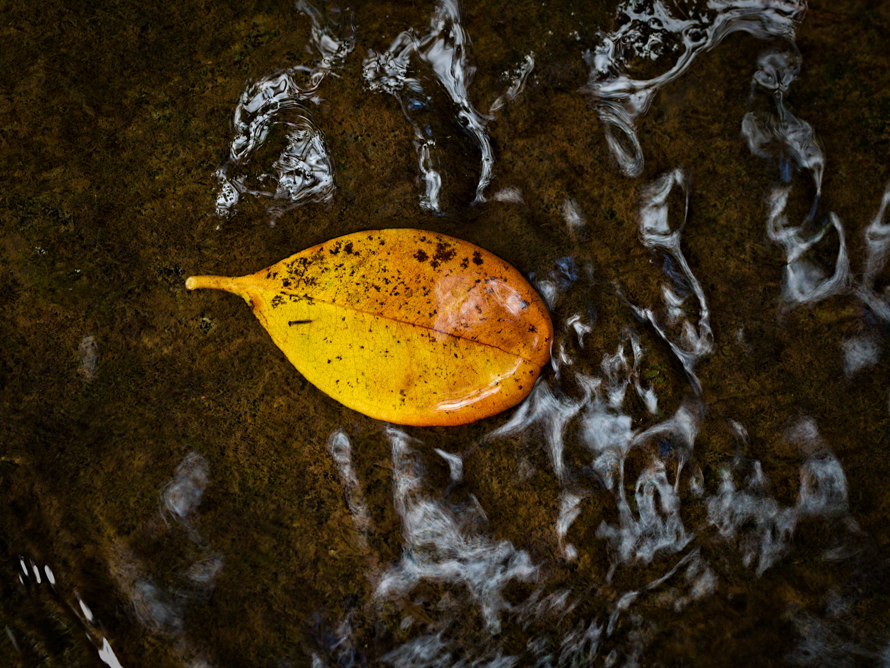 Leaf struggling against the current, Guam